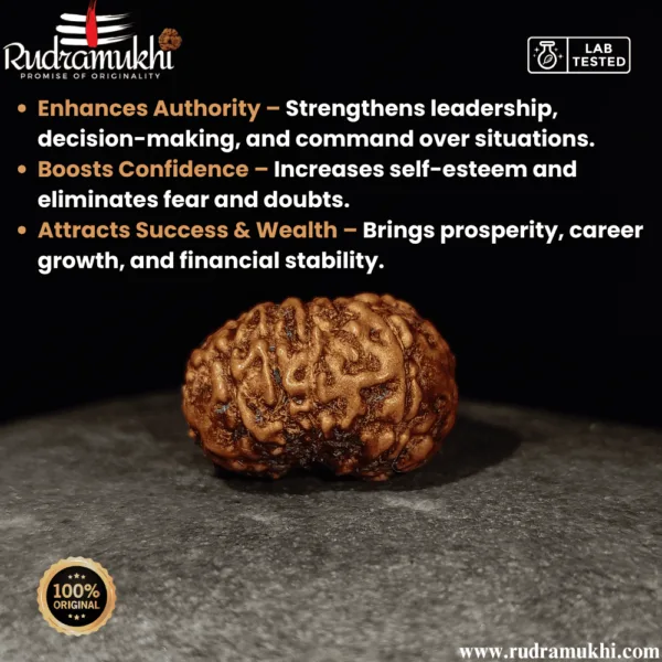 indonesian-12-mukhi-rudraksha