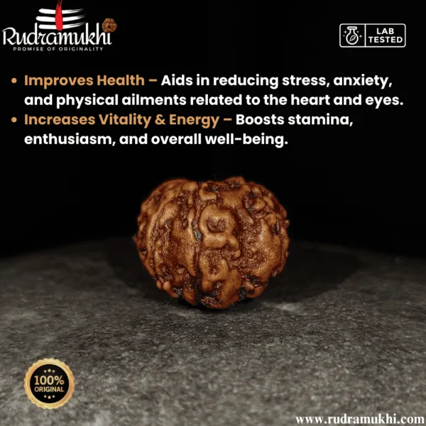 indonesian-12-mukhi-rudraksha