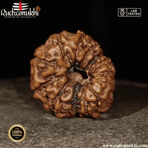 indonesian-12-mukhi-rudraksha