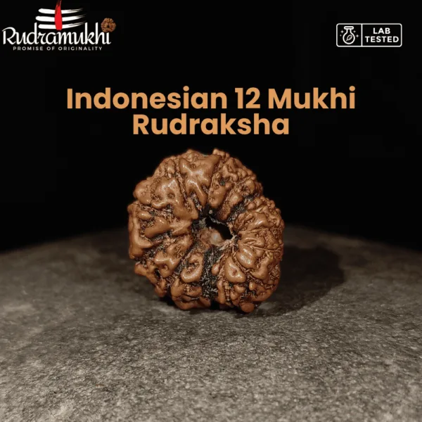 indonesian-12-mukhi-rudraksha