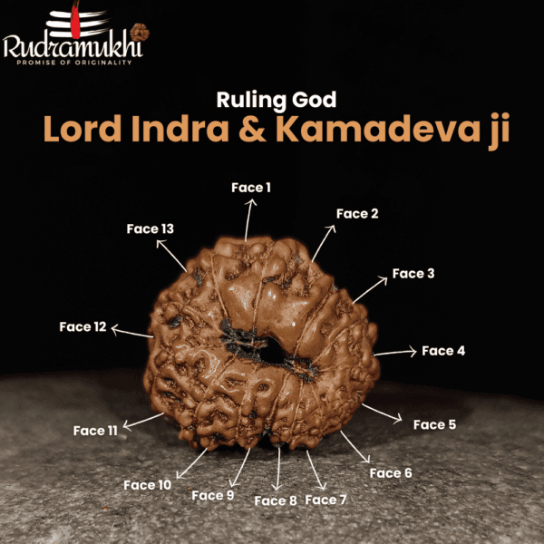 Indonesian 13 Mukhi Rudraksha Bead - Image 2