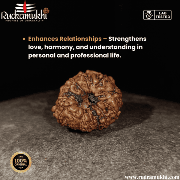 Indonesian 13 Mukhi Rudraksha Bead - Image 3