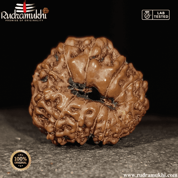 Indonesian 13 Mukhi Rudraksha Bead - Image 7