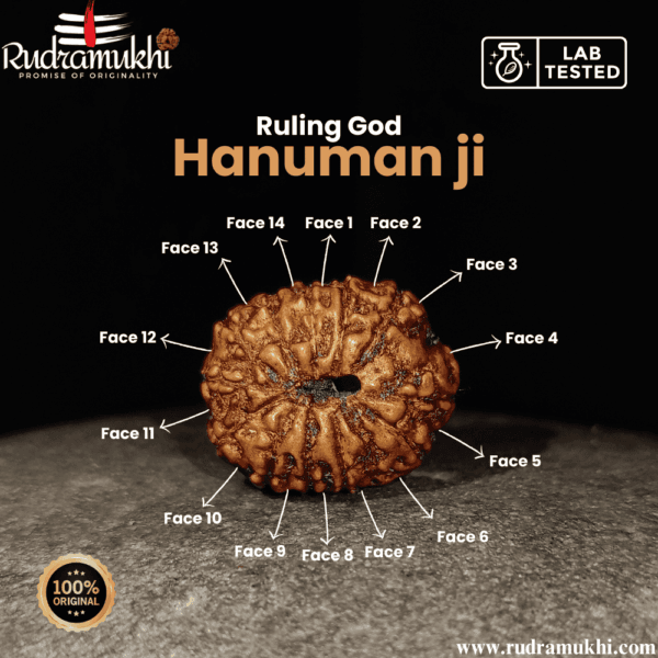 indonesian-14-mukhi-rudraksha-bead