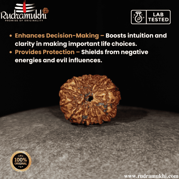 indonesian-14-mukhi-rudraksha-bead