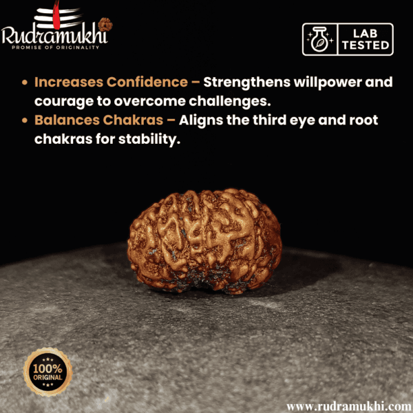 indonesian-14-mukhi-rudraksha-bead