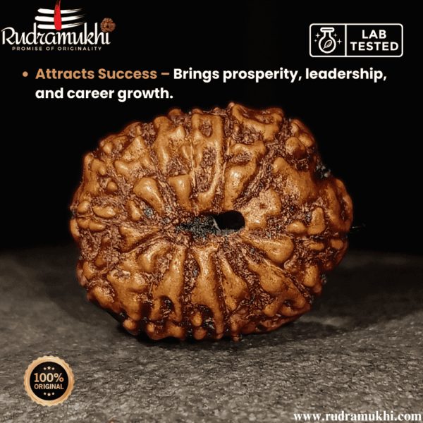indonesian-14-mukhi-rudraksha-bead