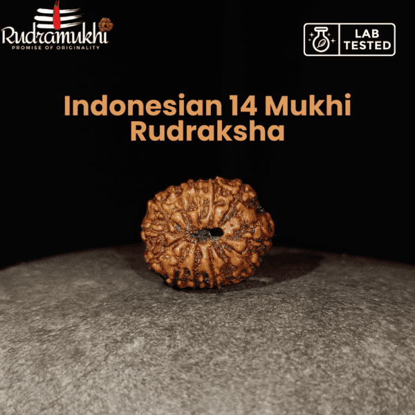 indonesian-14-mukhi-rudraksha-bead