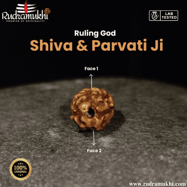 indonesian-2-mukhi -rudraksha-bead