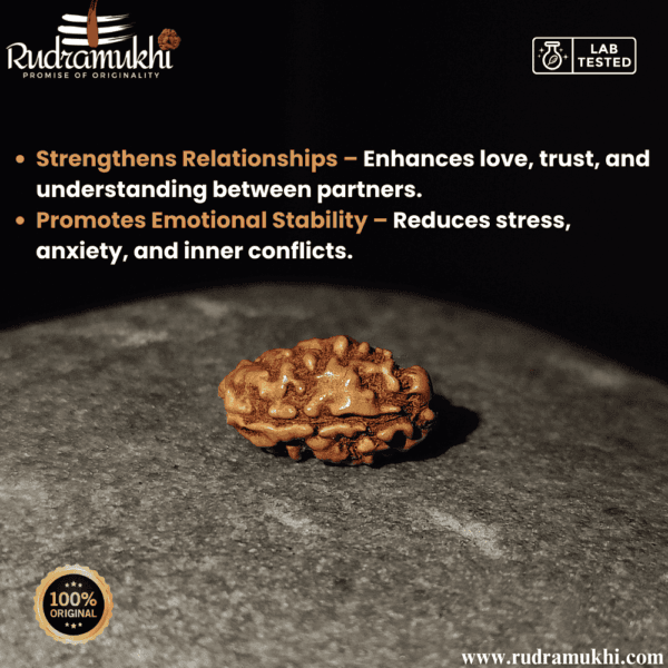 indonesian-2-mukhi -rudraksha-bead