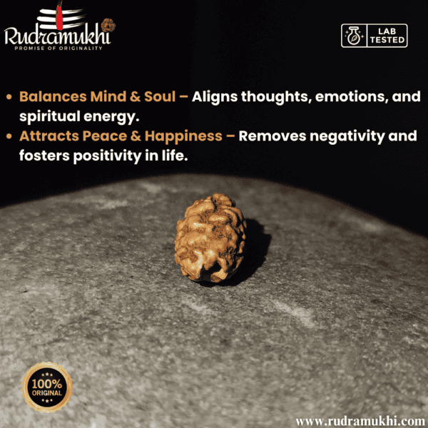 indonesian-2-mukhi -rudraksha-bead