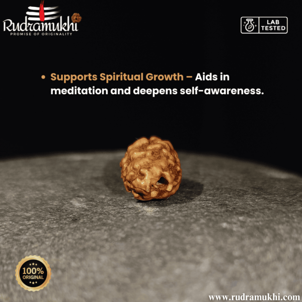 indonesian-2-mukhi -rudraksha-bead