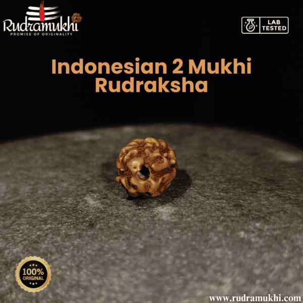 indonesian-2-mukhi -rudraksha-bead