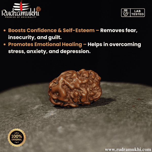 indonesian-3-mukhi-rudraksha-bead