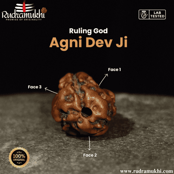 indonesian-3-mukhi-rudraksha-bead