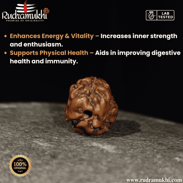 indonesian-3-mukhi-rudraksha-bead