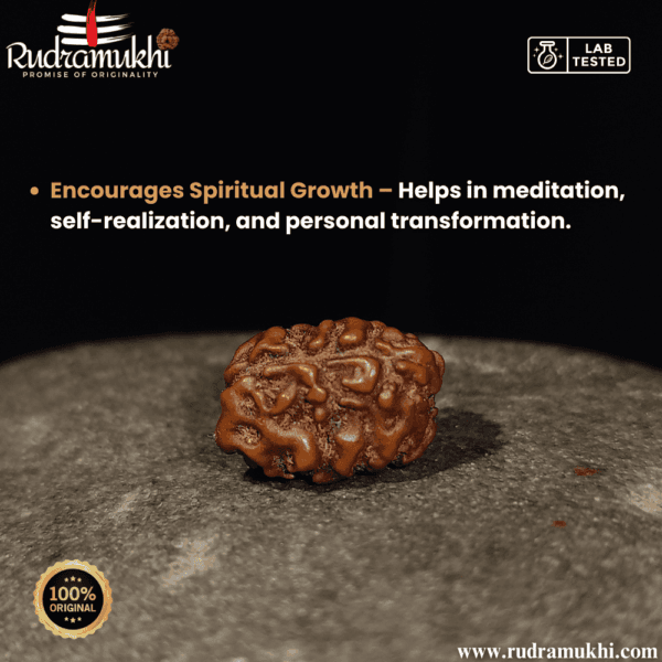 indonesian-3-mukhi-rudraksha-bead