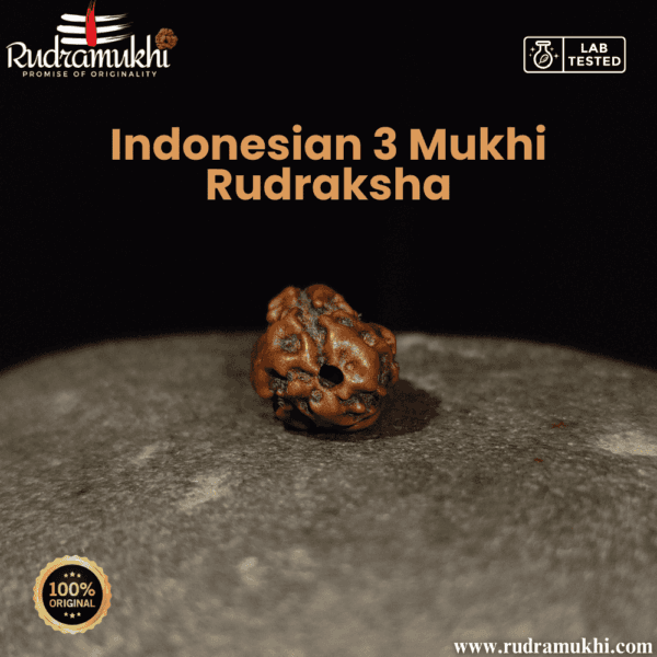 indonesian-3-mukhi-rudraksha-bead