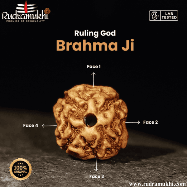 indonesian-4-mukhi-rudraksha-bead