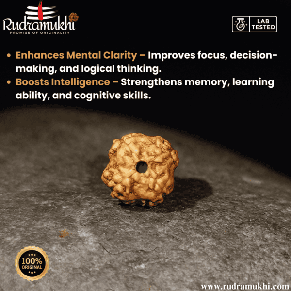 indonesian-4-mukhi-rudraksha-bead