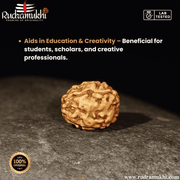 indonesian-4-mukhi-rudraksha-bead