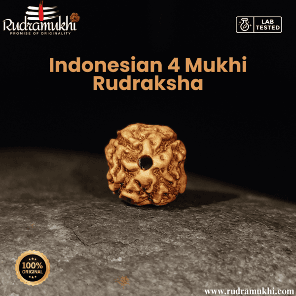 indonesian-4-mukhi-rudraksha-bead