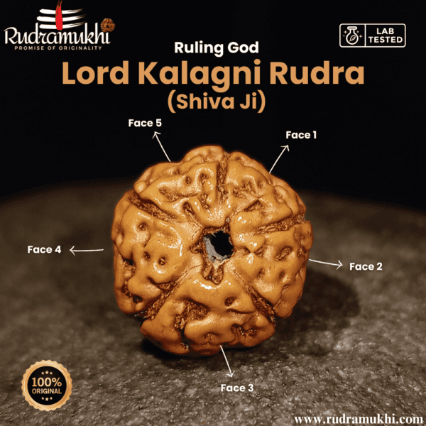 indonesian-5-mukhi-rudraksha-bead