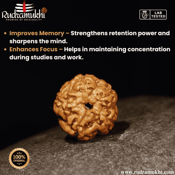 indonesian-5-mukhi-rudraksha-bead