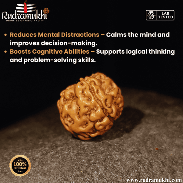 indonesian-5-mukhi-rudraksha-bead