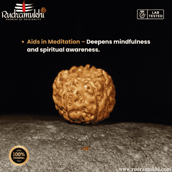 indonesian-5-mukhi-rudraksha-bead
