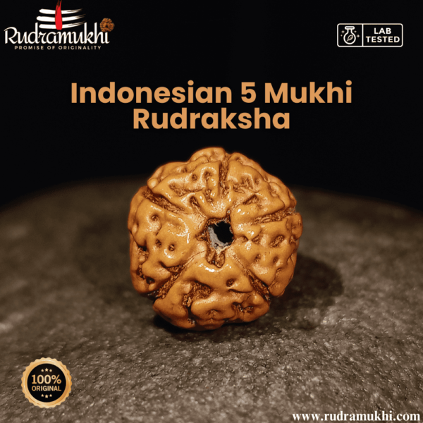 indonesian-5-mukhi-rudraksha-bead