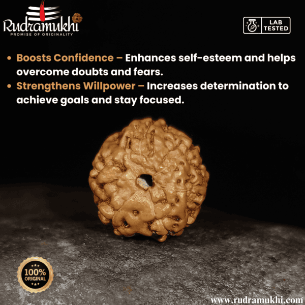 indonesian-6-mukhi-rudraksha-bead