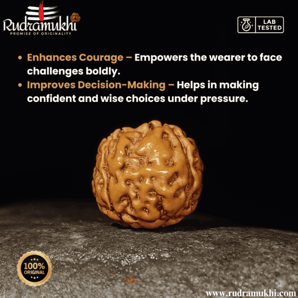 indonesian-6-mukhi-rudraksha-bead