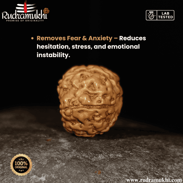 indonesian-6-mukhi-rudraksha-bead
