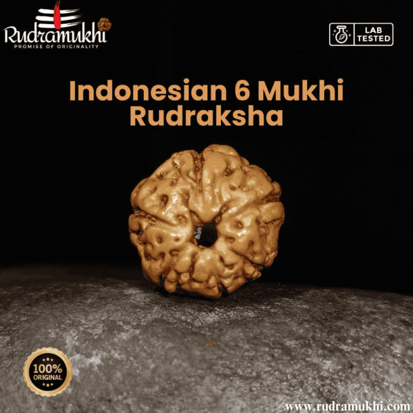 indonesian-6-mukhi-rudraksha-bead