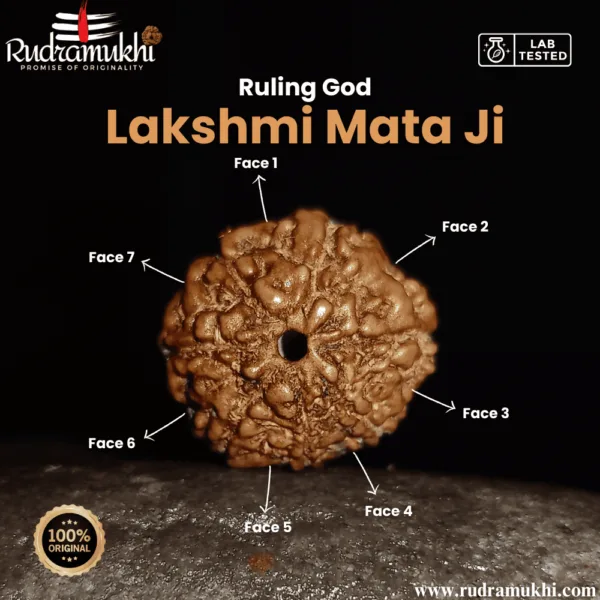 indonesian-7-mukhi-rudraksha-bead
