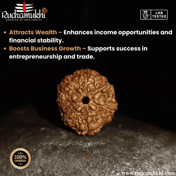 indonesian-7-mukhi-rudraksha-bead
