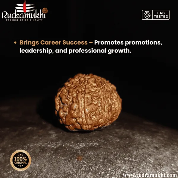 indonesian-7-mukhi-rudraksha-bead