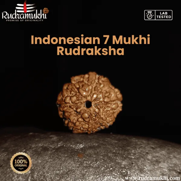 indonesian-7-mukhi-rudraksha-bead