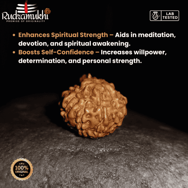 indonesian-9-mukhi-rudraksha-bead