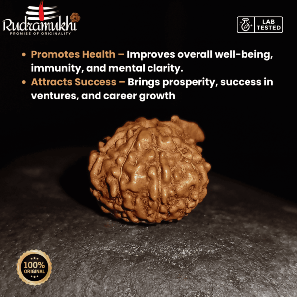indonesian-9-mukhi-rudraksha-bead
