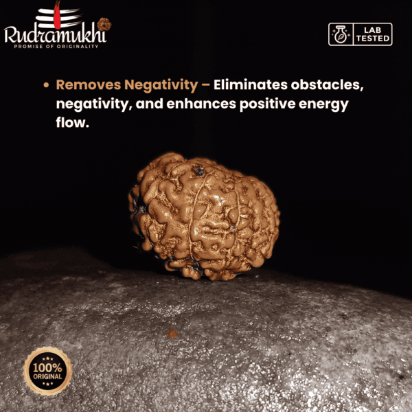 indonesian-9-mukhi-rudraksha-bead