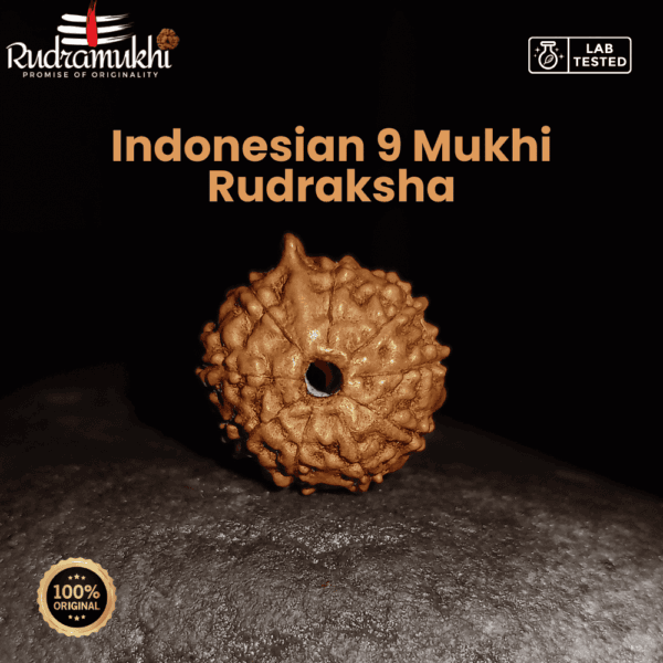 indonesian-9-mukhi-rudraksha-bead