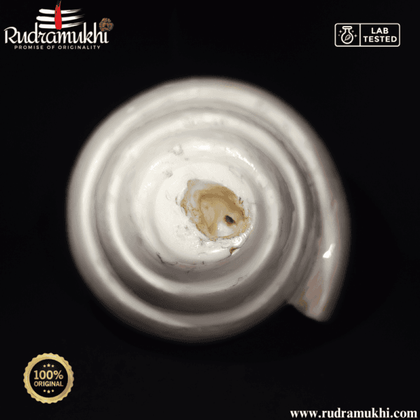 natural-loud-blowing-shankh