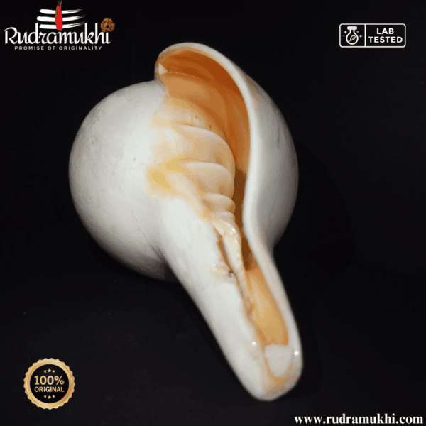 natural-loud-blowing-shankh