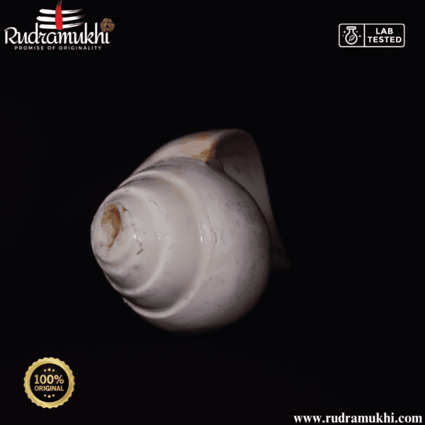 natural-loud-blowing-shankh