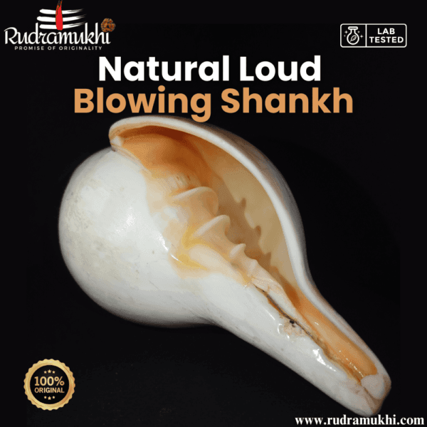 natural-loud-blowing-shankh