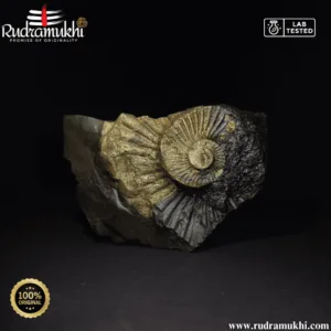 powerful-shaligram-stone